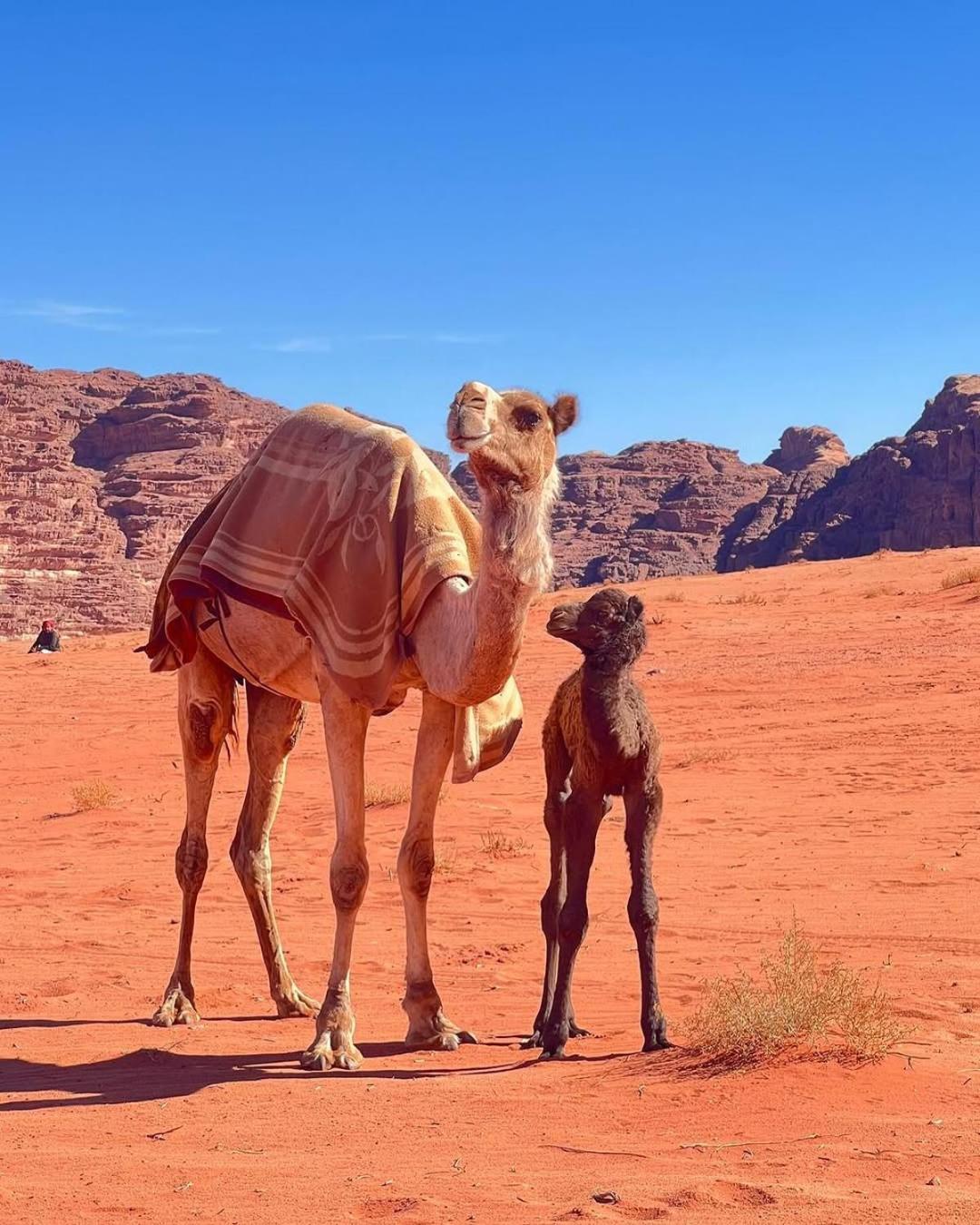 Wadi Rum Bedouin Heart Camp Exterior photo